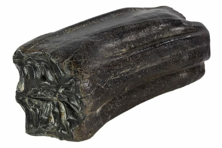 Pleistocene Aged Fossil Horse Tooth - Florida #87275